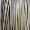 Черенки Ивы плакучей