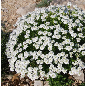 Саженец ибериса вечнозеленого Сноу Флурис (Snow Flurries)