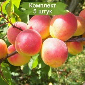Саженцы Абрикоса Краснощёкого (обычного)-  комплект 5 шт.