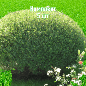 Комплект 5шт / Ива шаровидная Пурпурная
