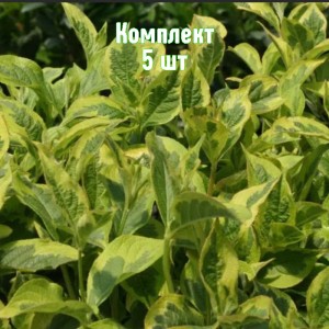Комплект 5шт / Вейгела  пестролистная Костериана вариегата