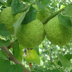 Саженец маклюры (Адамово яблоко)