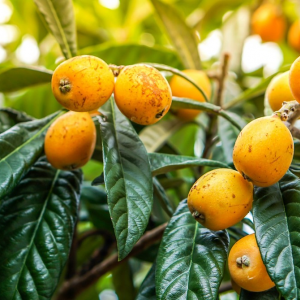 Саженец мушмулы японской Сейлес