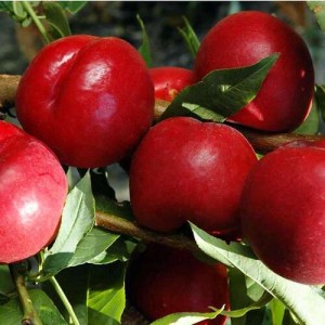 Нектарин Рубиновый 8