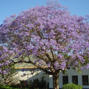 Саженец павлонии Шан Тонг (Shan Tong)