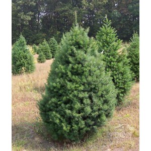 Саженец пихты Сибирской 60-100 см