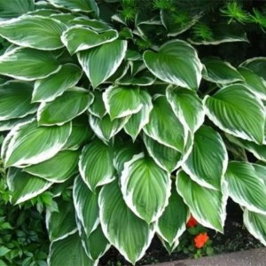 Саженец хосты волнистой Альбомаргината (Albomarginata)