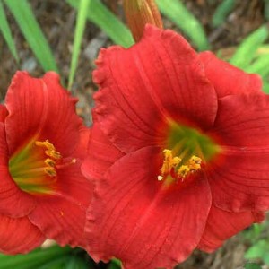 Саженец лилейника Силоам Рэд Той (Siloam Red Toy)