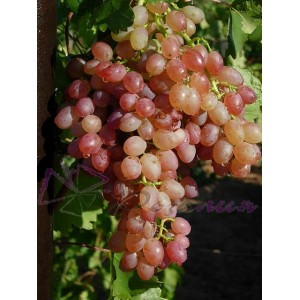 Саженец винограда Кишмиш Мечта (Средний/Красный)
