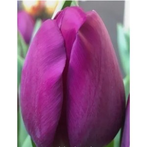 Тюльпан Роеска (Roeska)