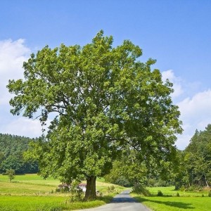 Саженец ясеня Обыкновенного (60-100 см)