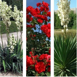 Комплект саженцев Елена (юкка Узколистная, юкка Повислая, Роза Кордес Брильянт (кустовая)