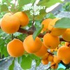 Комплект 5шт / Абрикос Первенец Самары