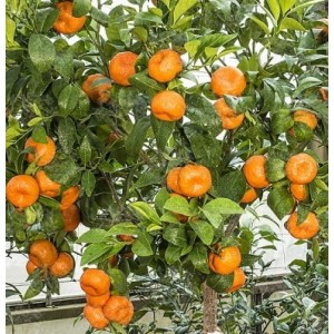 Мандарин Клеопатра