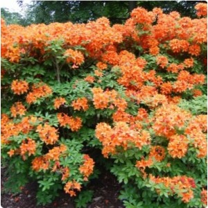 Рододендрон Голден Игл